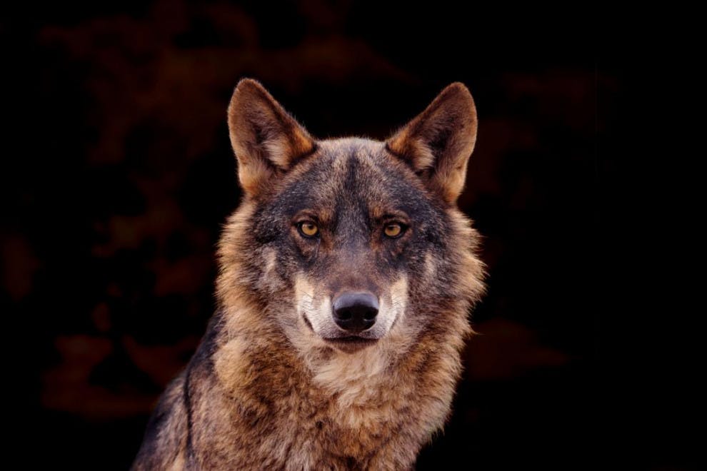 Las 90 mejores frases (y reflexiones) de lobos
