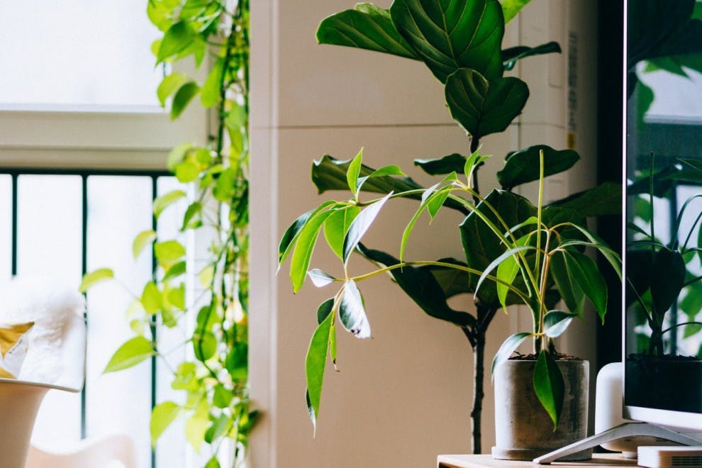 Hay plantas de interior que ayudan a mantener el aire más limpio.