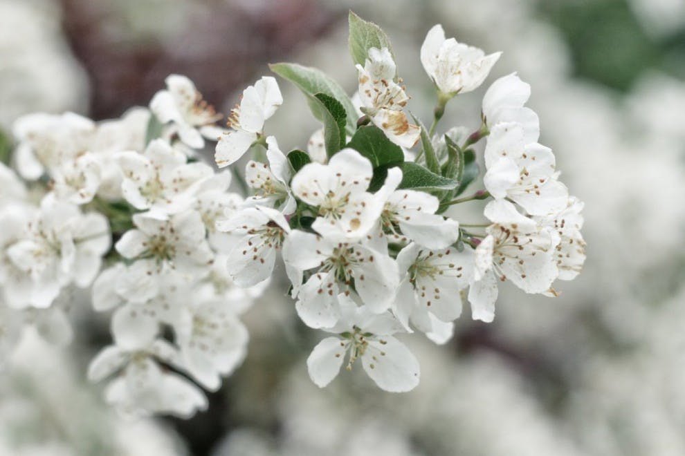Existen muchos tipos de flores de color blanco, ideales para ceremonias.