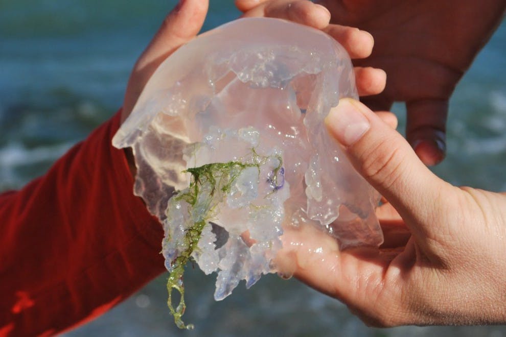 Está creciendo la presencia de medusas en nuestras playas.