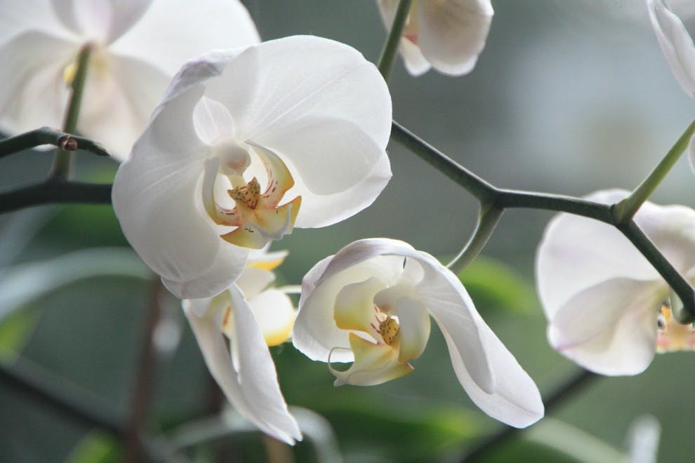 ¿Cómo cuidar una orquídea? 8 trucos y consejos
