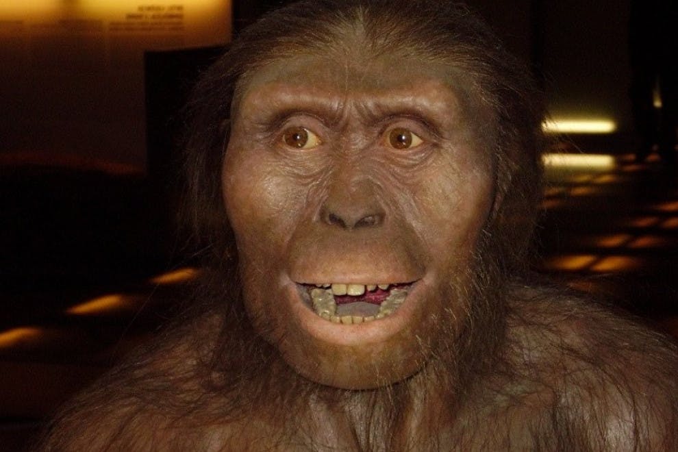 Lucy la Australopithecus