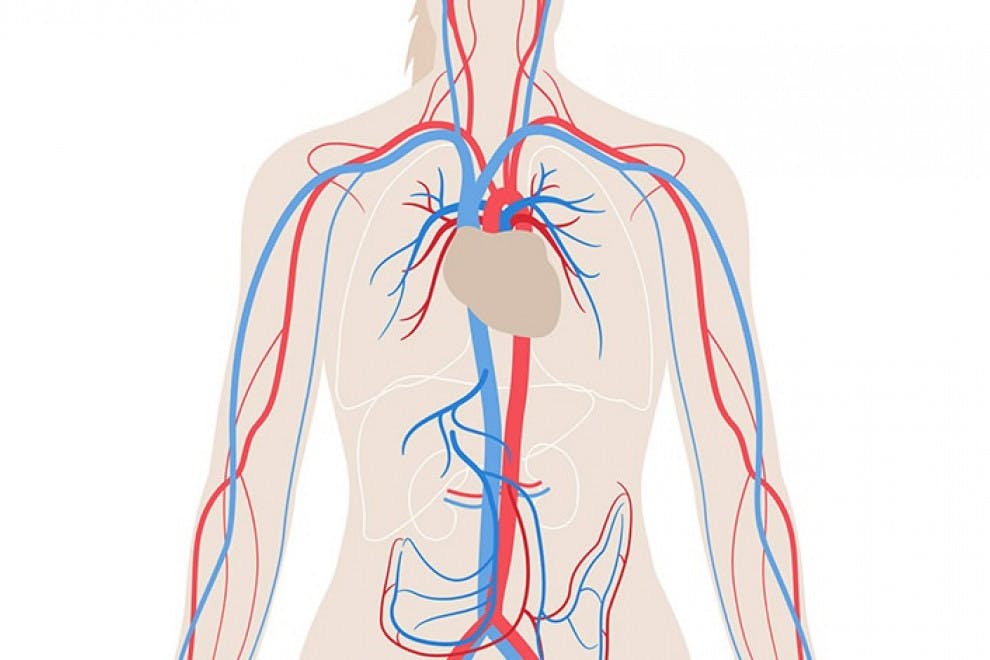 Diferencias entre venas, arterias y capilares