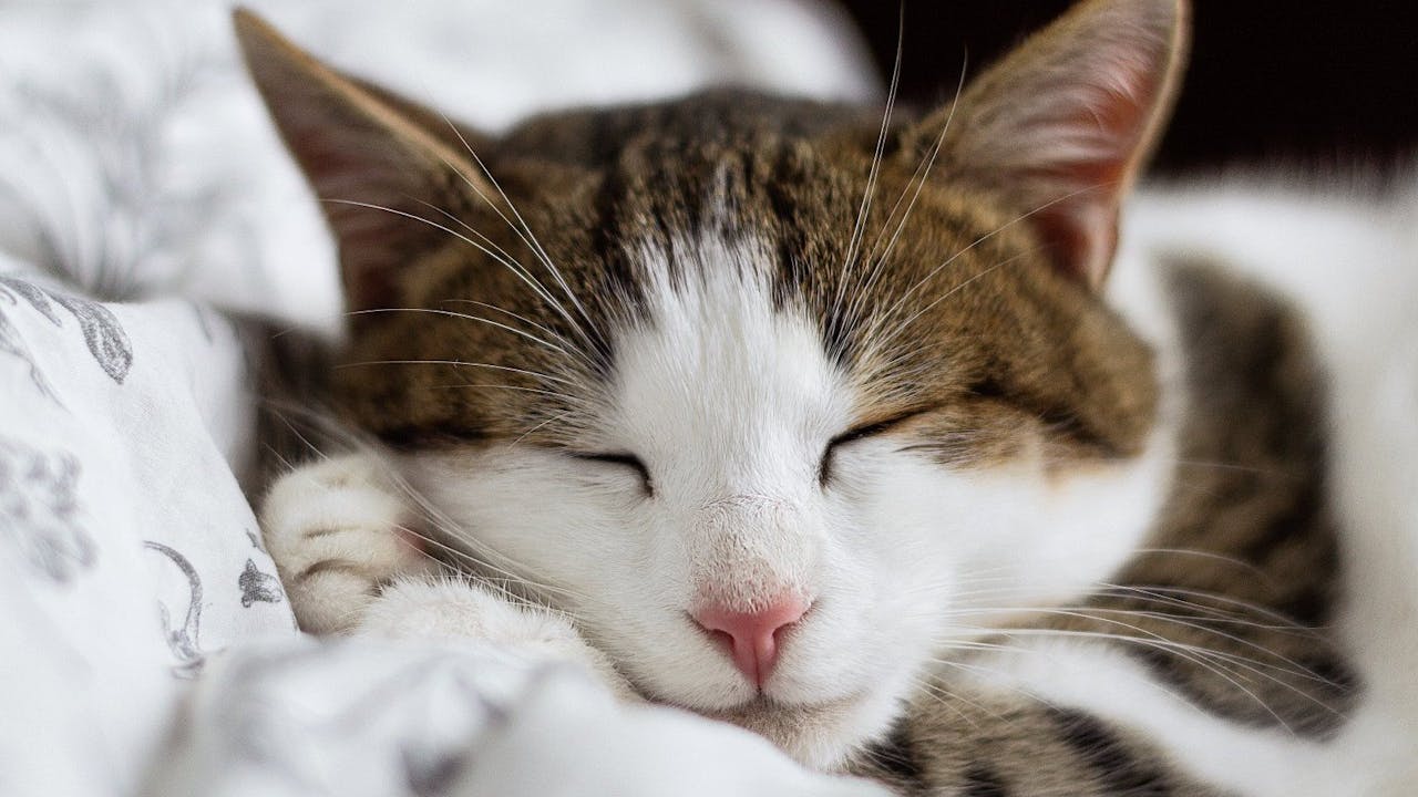 Está científicamente comprobado que los gatos pueden ayudar como terapia.