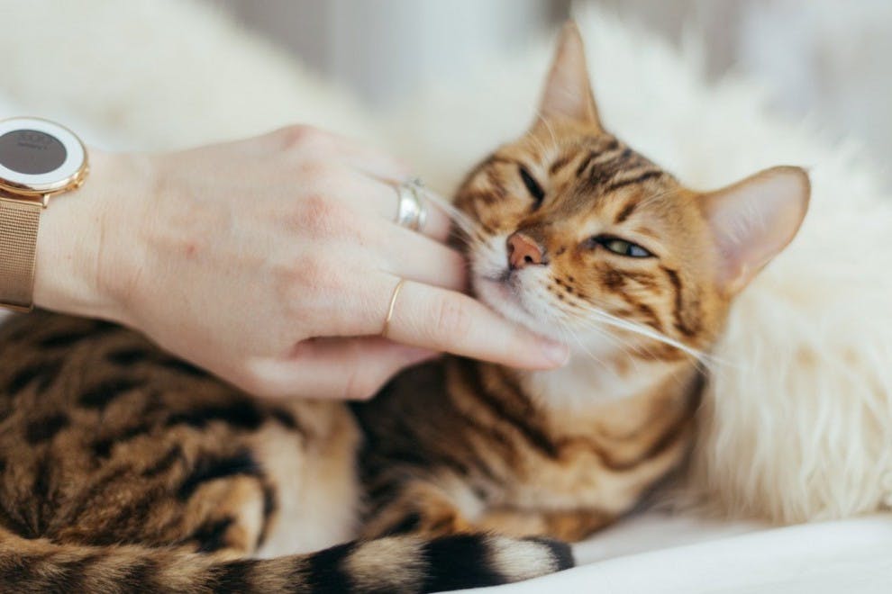 Acariciar a un gato contribuye a la relajación y a la reducción del estrés.