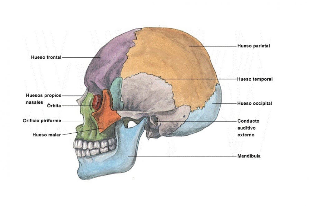 Huesos del cráneo
