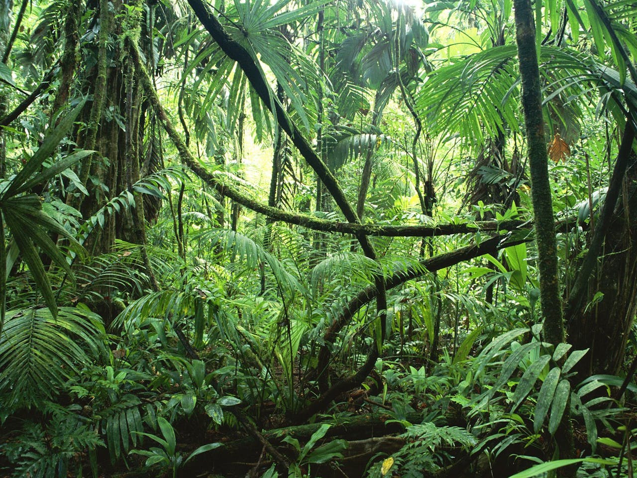 Bosque ecuatorial