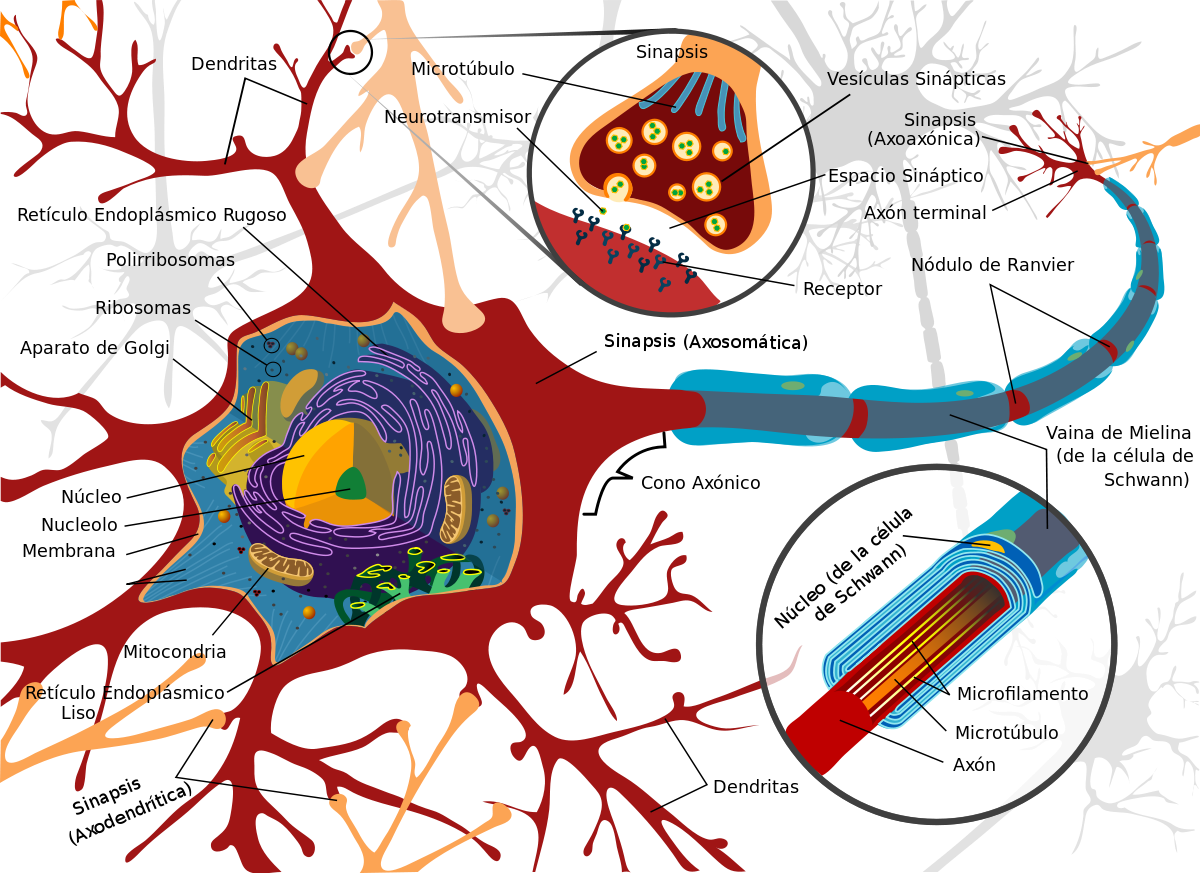 Neurona morfología