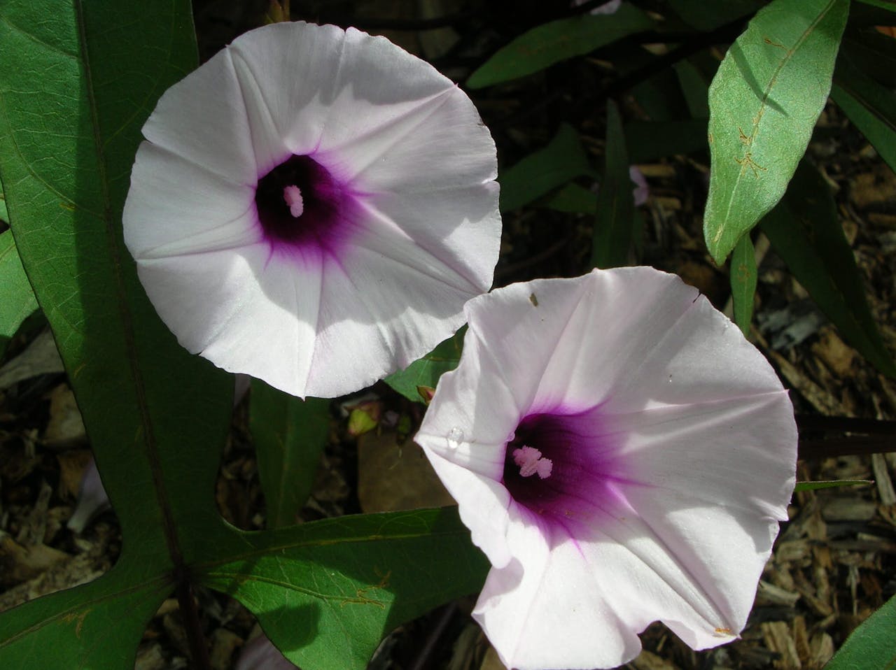 Flor hermafrodita