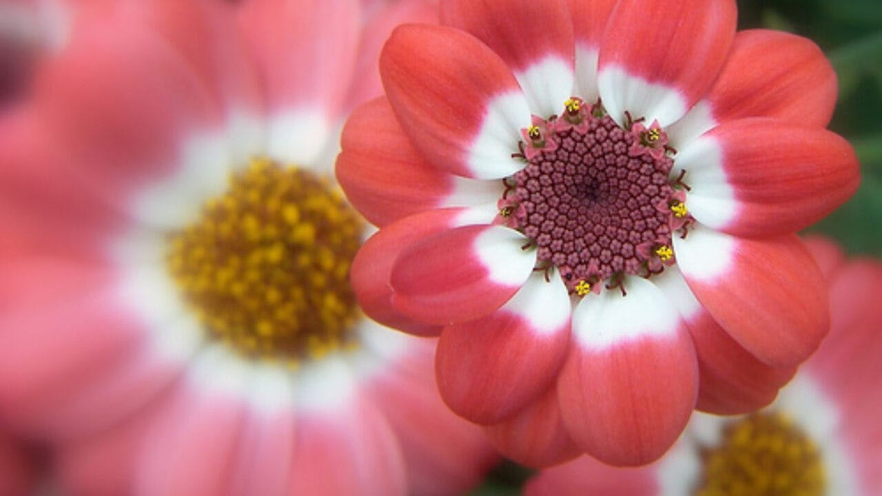 Flor pluricarpelar
