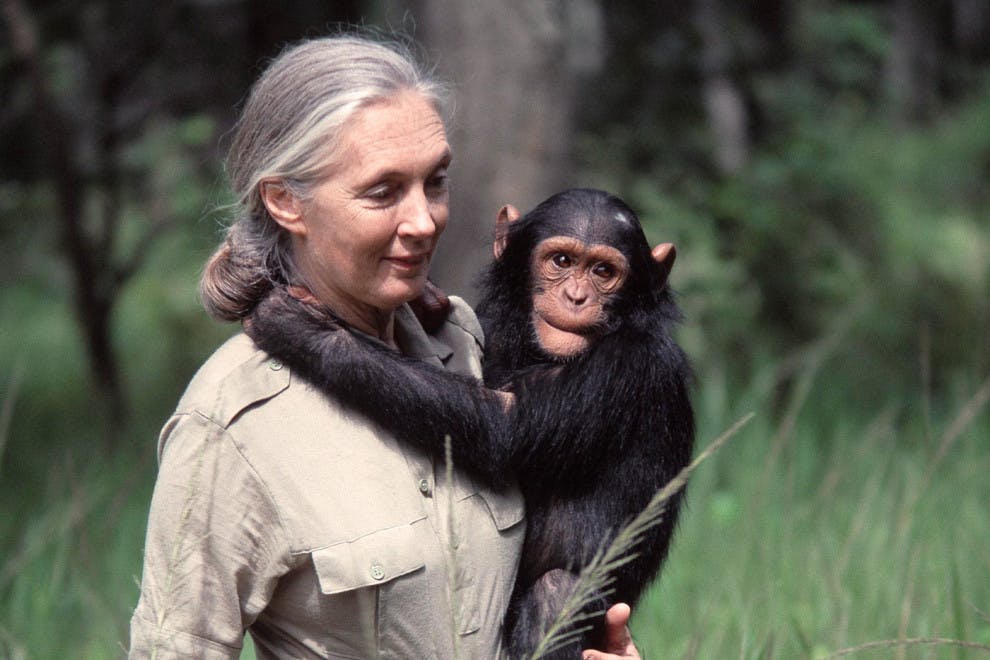 Frases Jane Goodall