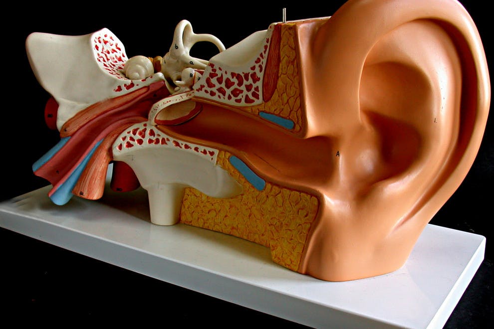 Partes huesos oído humano