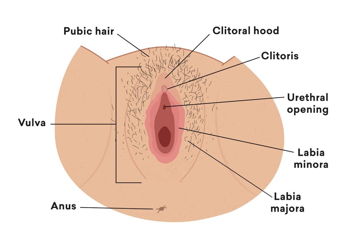 morfologia-vulva