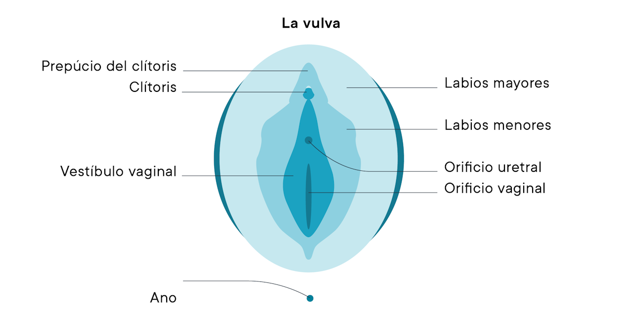partes-vulva
